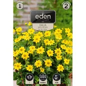 Nasiona i cebule - Dalia karłowa balkonowa Top 1 sztuka Eden - miniaturka - grafika 1