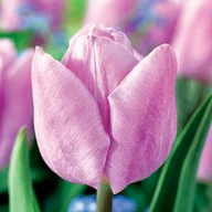 Nasiona i cebule - Tulipan Jasnoróżowy 5 szt Tulipany cebule tulipanów - miniaturka - grafika 1
