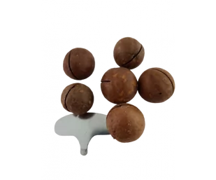 Orzechy macadamia w łupinie, prażone z kluczem do otwierania 0.5 kg - Orzechy i nasiona - miniaturka - grafika 1