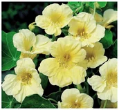 Nasiona i cebule - NASTURCJA WYSOKA MILKMAID (TROPAEOLUM MAJUS) NASIONA TYPU LUX 50 sztuk - miniaturka - grafika 1