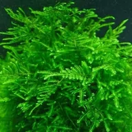 Dekoracje do akwarium - Mech China Moss Kubek 5cm In Vitro Piękny - miniaturka - grafika 1