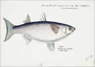 Plakaty - Antique fish Flathead grey mullet, F. E. Clarke - plakat 70x50 cm - miniaturka - grafika 1
