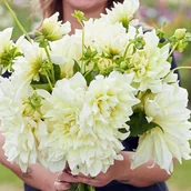 Nasiona i cebule - Dalia talerzowa Ice Breaker 1 szt. - miniaturka - grafika 1