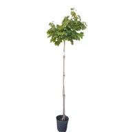 Sadzonki drzew krzewów - Klon Globosum wys.180 cm don. 25,5 cm - miniaturka - grafika 1