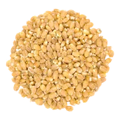 Kasza - Kasza pęczak jęczmienny - miniaturka - grafika 1