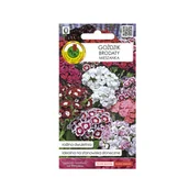 Nasiona i cebule - Goździk Brodaty Mieszany nasiona 1 g Pnos - miniaturka - grafika 1