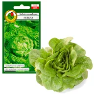 Nasiona i cebule - Sałata Głowiasta Masłowa Syrena Nasiona Bez Gmo - miniaturka - grafika 1