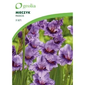 Nasiona i cebule - Mieczyk Passos 10/12 5 szt. cebulki kwiatów Geolia - miniaturka - grafika 1