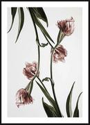 Plakaty - Poster Story, Plakat, Różowe Tulipany  60 x 84 cm - miniaturka - grafika 1