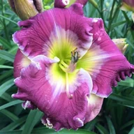 Nasiona i cebule - Liliowiec Ring The Bells of Heaven 1 szt. - miniaturka - grafika 1