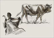 Plakaty - Galeria Plakatu, Plakat, Sketches of Cattle, Irvingto, Samuel Colman, 70x50 cm - miniaturka - grafika 1