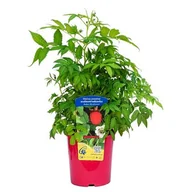 Kwiaty doniczkowe - Malinotruskawka 30 cm C2 - miniaturka - grafika 1