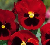 Nasiona i cebule - Bratek Wielkokwiatowy czerwony z plamą (Viola X Wittrockiana) 150 nasion - miniaturka - grafika 1