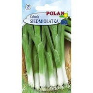 Nasiona i cebule - Cebula Siedmiolatka Bajkał Polan - miniaturka - grafika 1