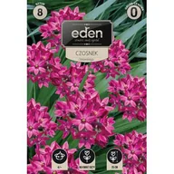 Nasiona i cebule - Czosnek Ostrowskiego ciemno różowy 8 sztuk Eden - miniaturka - grafika 1