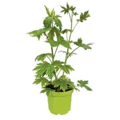 Kwiaty doniczkowe i cięte - Byliny mix odmian i kolorów C1 15-20 cm - miniaturka - grafika 1