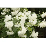 Kwiaty doniczkowe - Jaśminowiec 'Snowbelle' - miniaturka - grafika 1