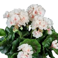 Sztuczne kwiaty - PELARGONIA SZTUCZNA W DONICZCE (613.22) KREM RÓŻ sztuczne kwiaty na balkon na taras - miniaturka - grafika 1