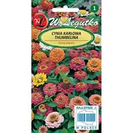 Nasiona i cebule - CYNIA KARŁOWA THUMBELINA - miniaturka - grafika 1