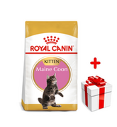 Sucha karma dla kotów - ROYAL CANIN Maine Coon Kitten 4kg karma sucha dla kociąt, do 15 miesiąca, rasy maine coon  + niespodzianka dla kota GRATIS! - miniaturka - grafika 1