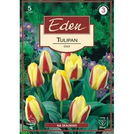 Nasiona i cebule - Tulipan Kaufmaniana Gluck 5 sztuk Eden - miniaturka - grafika 1