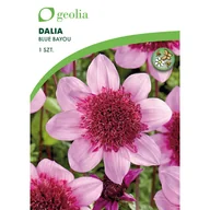 Nasiona i cebule - Dalia Blue Byou 1 szt. cebulki kwiatów Geolia - miniaturka - grafika 1