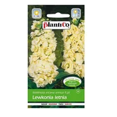 Nasiona i cebule - LEWKONIA letnia ŻÓŁTA nasiona kwiatów 0,5g - miniaturka - grafika 1