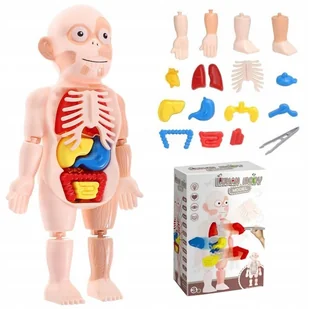 ANATOMICZNY MODEL LUDZKIEGO CIAŁA LUDZIK CIAŁO CZŁOWIEKA ORGANY LUDZKIE - Zabawy w naśladowanie dorosłych - miniaturka - grafika 1