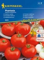 Nasiona i cebule - Kiepenkerl Pomidor sałatkowy Phantasia F1 Solanum lycopersicum 102358 - miniaturka - grafika 1
