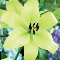 Nasiona i cebule - Lilia LA Trebbiano Gerrit Zalm 1 szt. cebule cebulki lilii lilie - miniaturka - grafika 1