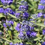 Kwiaty doniczkowe - Barbula klandońska 'Dark Knight' (Caryopteris clandonensis) Doniczka 2.0L - miniaturka - grafika 1