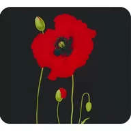 Pozostałe akcesoria kuchenne - Płyta ochronna na ścianę za kuchenką ze szkła hartowanego 50x56 cm Poppy – Maximex - miniaturka - grafika 1