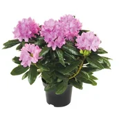 Kwiaty doniczkowe - Różanecznik Rhododendron - miniaturka - grafika 1