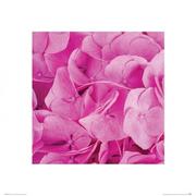 Plakaty - Pink Flowers - Reprodukcja - miniaturka - grafika 1