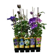 Kwiaty doniczkowe - Powojnik Special Edition C2 mix - miniaturka - grafika 1