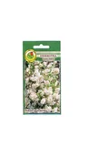 Nasiona i cebule - Dziarotka biała 1 g PNOS Ożarów - miniaturka - grafika 1