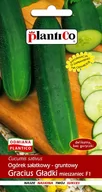 Nasiona i cebule - Plantico Ogórek gruntowy Gracius Gładki F1 - miniaturka - grafika 1