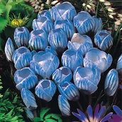 Nasiona i cebule - Krokus Wielkokwiatowy Sky Blue 10 szt Krokusy cebulki krokusów - miniaturka - grafika 1
