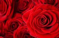 Tapety - Nice Wall Czerwone róże fototapeta FS0310 - miniaturka - grafika 1