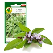 Nasiona i cebule - SZAŁWIA LEKARSKA ZIOŁA NASIONA ZIÓŁ BEZ GMO - miniaturka - grafika 1