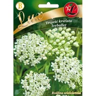 Nasiona i cebule - Trojeść krwista Iceballet biała W.Legutko - miniaturka - grafika 1