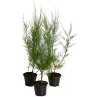 Sadzonki drzew krzewów - Tamaryszek don. 2 l - miniaturka - grafika 1