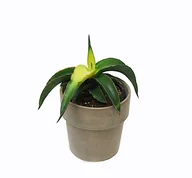 Kwiaty doniczkowe - Sansevieria Star Canary sansewieria P12 - miniaturka - grafika 1