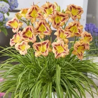 Nasiona i cebule - Hemerocallis Liliowiec London Eye 1 szt. - miniaturka - grafika 1