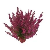 Kwiaty doniczkowe - Wrzosiec doniczka 11 cm - miniaturka - grafika 1