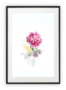Plakaty - Plakat B2 50x70 cm Roślina  Kwiat Róż  WZORY - miniaturka - grafika 1