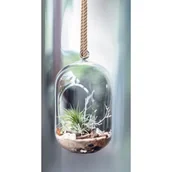 Kwiaty doniczkowe - Ogródek w szkle 005 - miniaturka - grafika 1