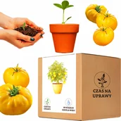 Nasiona i cebule - Zestaw do uprawy Pomidor Gruntowy Wysoki Yellowstone - miniaturka - grafika 1