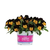 Kwiaty doniczkowe - Bratek "Cool wave" don. 12 cm - miniaturka - grafika 1