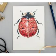 Kartki okolicznościowe i zaproszenia - DM Collection Karnet A066 B6 + koperta Biedronka - miniaturka - grafika 1